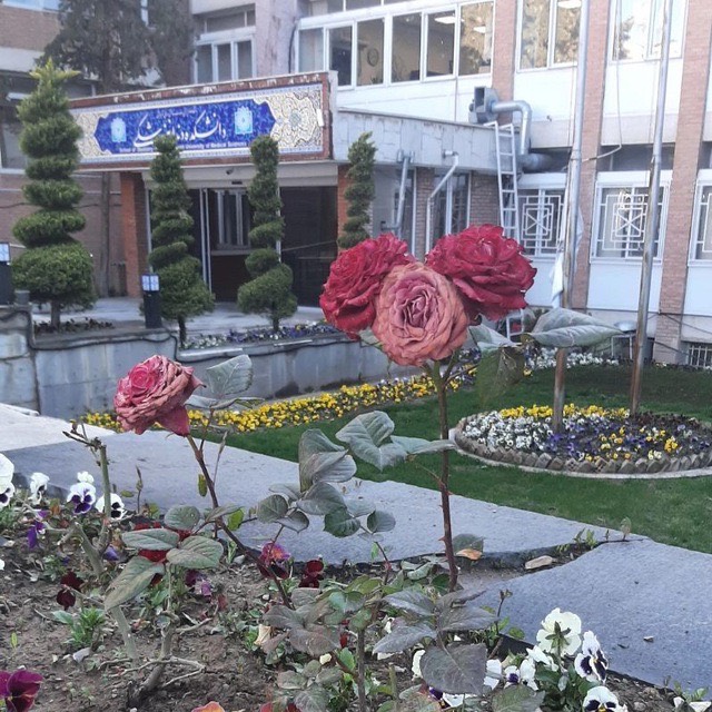 دانشکده دندانپزشکی شهیدبهشتی